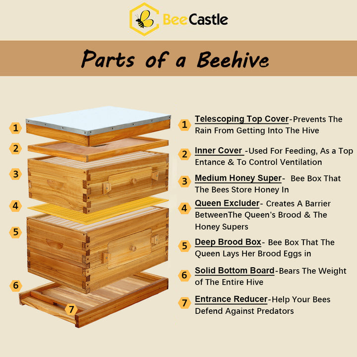 BeeCastle Hives 10 Frame 2 Layer Wax Coat Cedar Wood Beehive overview